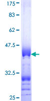 PPP1R9A / Neurabin 1 Protein - 12.5% SDS-PAGE Stained with Coomassie Blue.