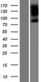 PPP1R9B / Spinophilin Protein - Western validation with an anti-DDK antibody * L: Control HEK293 lysate R: Over-expression lysate