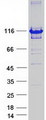 PPP1R9B / Spinophilin Protein - Purified recombinant protein PPP1R9B was analyzed by SDS-PAGE gel and Coomassie Blue Staining