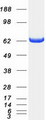 PPP2R1A Protein - Purified recombinant protein PPP2R1A was analyzed by SDS-PAGE gel and Coomassie Blue Staining