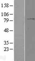 PPP2R1B Protein - Western validation with an anti-DDK antibody * L: Control HEK293 lysate R: Over-expression lysate