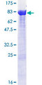 PPP2R1B Protein - 12.5% SDS-PAGE of human PPP2R1B stained with Coomassie Blue