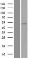 PPP2R2A Protein - Western validation with an anti-DDK antibody * L: Control HEK293 lysate R: Over-expression lysate