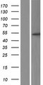 PPP2R2B Protein - Western validation with an anti-DDK antibody * L: Control HEK293 lysate R: Over-expression lysate