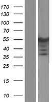 PPP2R2B Protein - Western validation with an anti-DDK antibody * L: Control HEK293 lysate R: Over-expression lysate