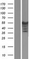 PPP2R2B Protein - Western validation with an anti-DDK antibody * L: Control HEK293 lysate R: Over-expression lysate