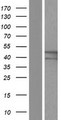 PPP2R2B Protein - Western validation with an anti-DDK antibody * L: Control HEK293 lysate R: Over-expression lysate