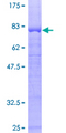 PPP2R2B Protein - 12.5% SDS-PAGE of human PPP2R2B stained with Coomassie Blue