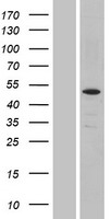 PPP2R2C Protein - Western validation with an anti-DDK antibody * L: Control HEK293 lysate R: Over-expression lysate