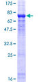 PPP2R2C Protein - 12.5% SDS-PAGE of human PPP2R2C stained with Coomassie Blue