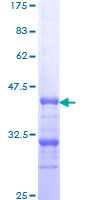 PPP2R2C Protein - 12.5% SDS-PAGE Stained with Coomassie Blue.