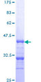 PPP2R2C Protein - 12.5% SDS-PAGE Stained with Coomassie Blue.