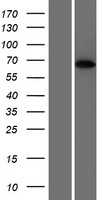 PPP2R3B Protein - Western validation with an anti-DDK antibody * L: Control HEK293 lysate R: Over-expression lysate