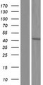 PPP2R4 Protein - Western validation with an anti-DDK antibody * L: Control HEK293 lysate R: Over-expression lysate