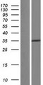 PPP2R4 Protein - Western validation with an anti-DDK antibody * L: Control HEK293 lysate R: Over-expression lysate