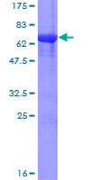 PPP2R4 Protein - 12.5% SDS-PAGE of human PPP2R4 stained with Coomassie Blue