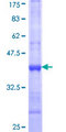 PPP2R4 Protein - 12.5% SDS-PAGE Stained with Coomassie Blue.