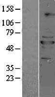 PPP2R5B Protein - Western validation with an anti-DDK antibody * L: Control HEK293 lysate R: Over-expression lysate