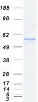 PPP2R5B Protein - Purified recombinant protein PPP2R5B was analyzed by SDS-PAGE gel and Coomassie Blue Staining