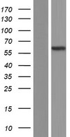 PPP2R5C Protein - Western validation with an anti-DDK antibody * L: Control HEK293 lysate R: Over-expression lysate