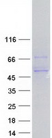 PPP2R5C Protein - Purified recombinant protein PPP2R5C was analyzed by SDS-PAGE gel and Coomassie Blue Staining