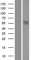 PPP2R5D Protein - Western validation with an anti-DDK antibody * L: Control HEK293 lysate R: Over-expression lysate