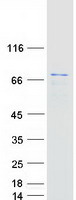 PPP2R5D Protein - Purified recombinant protein PPP2R5D was analyzed by SDS-PAGE gel and Coomassie Blue Staining