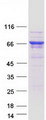 PPP2R5D Protein - Purified recombinant protein PPP2R5D was analyzed by SDS-PAGE gel and Coomassie Blue Staining
