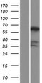 PPP3CB Protein - Western validation with an anti-DDK antibody * L: Control HEK293 lysate R: Over-expression lysate