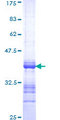 PPP3CB Protein - 12.5% SDS-PAGE Stained with Coomassie Blue.
