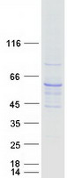 PPP3CC / CALNA3 Protein - Purified recombinant protein PPP3CC was analyzed by SDS-PAGE gel and Coomassie Blue Staining