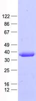 PPP4C Protein