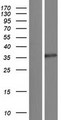 PPP6C Protein - Western validation with an anti-DDK antibody * L: Control HEK293 lysate R: Over-expression lysate