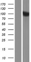 PPP6R1 / SAPS1 Protein - Western validation with an anti-DDK antibody * L: Control HEK293 lysate R: Over-expression lysate