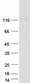 PPP6R1 / SAPS1 Protein - Purified recombinant protein PPP6R1 was analyzed by SDS-PAGE gel and Coomassie Blue Staining