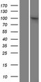PPP6R2 / SAPS2 Protein - Western validation with an anti-DDK antibody * L: Control HEK293 lysate R: Over-expression lysate