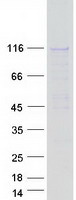 PPP6R2 / SAPS2 Protein - Purified recombinant protein PPP6R2 was analyzed by SDS-PAGE gel and Coomassie Blue Staining