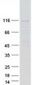 PPP6R2 / SAPS2 Protein - Purified recombinant protein PPP6R2 was analyzed by SDS-PAGE gel and Coomassie Blue Staining