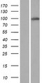 PPP6R3 / SAPS3 Protein - Western validation with an anti-DDK antibody * L: Control HEK293 lysate R: Over-expression lysate
