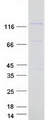 PPP6R3 / SAPS3 Protein - Purified recombinant protein PPP6R3 was analyzed by SDS-PAGE gel and Coomassie Blue Staining