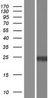 PPT1 / CLN1 Protein - Western validation with an anti-DDK antibody * L: Control HEK293 lysate R: Over-expression lysate