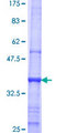PPT2 Protein - 12.5% SDS-PAGE Stained with Coomassie Blue.