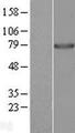 PPWD1 Protein - Western validation with an anti-DDK antibody * L: Control HEK293 lysate R: Over-expression lysate