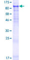 PPWD1 Protein - 12.5% SDS-PAGE of human PPWD1 stained with Coomassie Blue