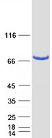 PPWD1 Protein - Purified recombinant protein PPWD1 was analyzed by SDS-PAGE gel and Coomassie Blue Staining