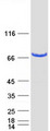 PPWD1 Protein - Purified recombinant protein PPWD1 was analyzed by SDS-PAGE gel and Coomassie Blue Staining