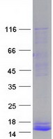 PPY / Pancreatic Polypeptide Protein - Purified recombinant protein PPY was analyzed by SDS-PAGE gel and Coomassie Blue Staining
