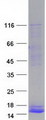 PPY / Pancreatic Polypeptide Protein - Purified recombinant protein PPY was analyzed by SDS-PAGE gel and Coomassie Blue Staining