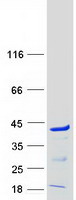 PQBP1 Protein - Purified recombinant protein PQBP1 was analyzed by SDS-PAGE gel and Coomassie Blue Staining