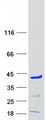 PQBP1 Protein - Purified recombinant protein PQBP1 was analyzed by SDS-PAGE gel and Coomassie Blue Staining
